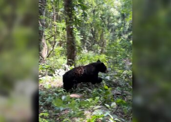 Libera la Comisión de Parques búhos, linces, ocelote y osezna