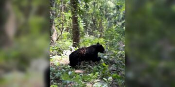 Libera la Comisión de Parques búhos, linces, ocelote y osezna