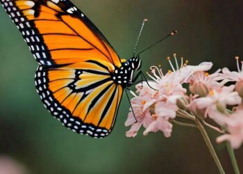 ¡Llegan las mariposas monarca a México!