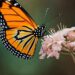 ¡Llegan las mariposas monarca a México!