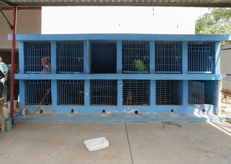 Pone en marcha Mónica Villarreal programa de adopción y protección animal