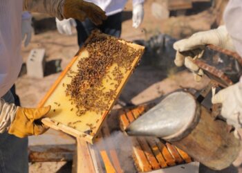 Nuevo Laredo rescata colmenas