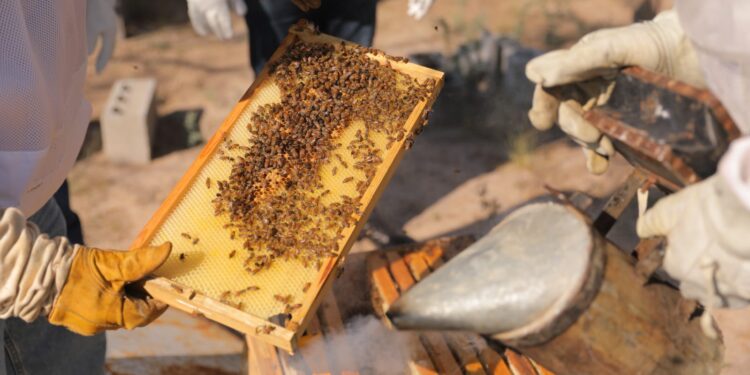 Nuevo Laredo rescata colmenas