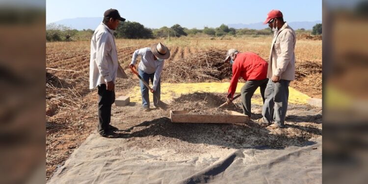 Analizan la fertilidad de suelos agrícolas de Tamaulipas
