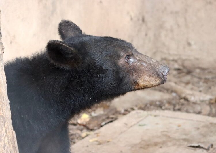 Atiende CPBT reportes de avistamientos de fauna silvestre