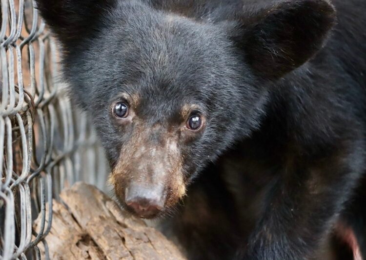 Atiende CPBT reportes de avistamientos de fauna silvestre