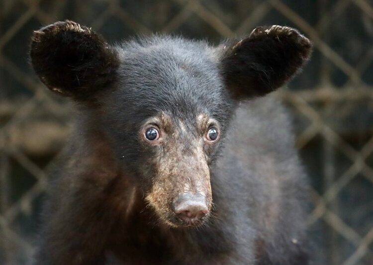 Atiende CPBT reportes de avistamientos de fauna silvestre