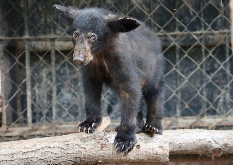 Atiende CPBT reportes de avistamientos de fauna silvestre