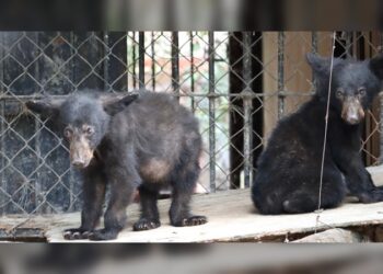 Atiende CPBT reportes de avistamientos de fauna silvestre