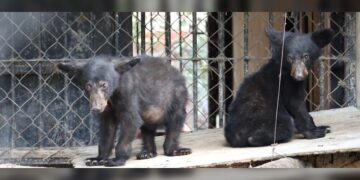 Atiende CPBT reportes de avistamientos de fauna silvestre