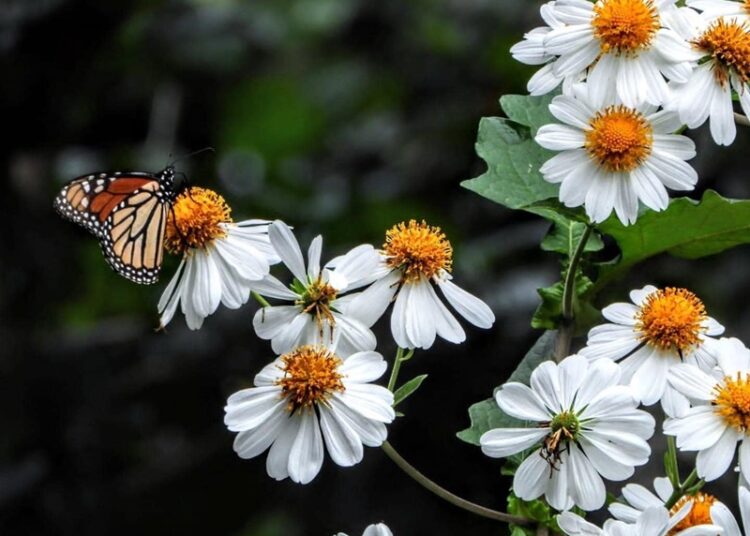 Analizarán estrategias en pro de la mariposa monarca en el Museo Tamux