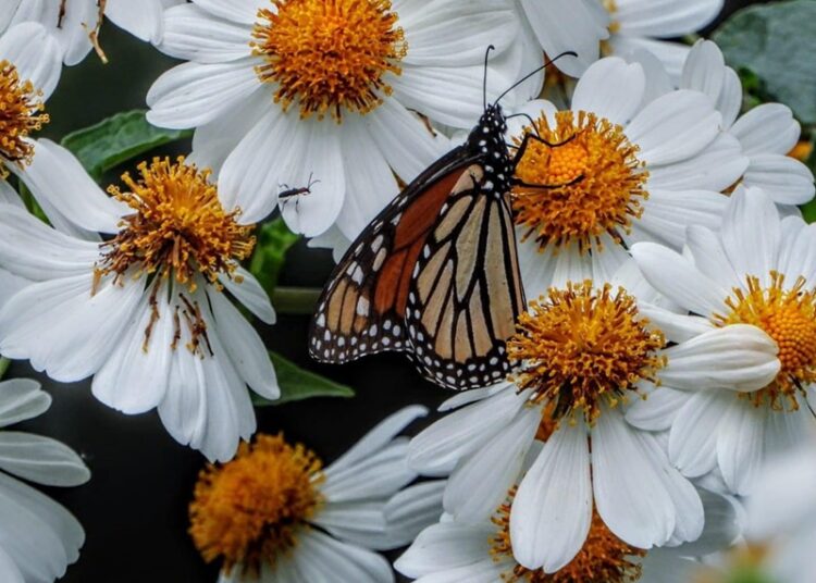 Analizarán estrategias en pro de la mariposa monarca en el Museo Tamux