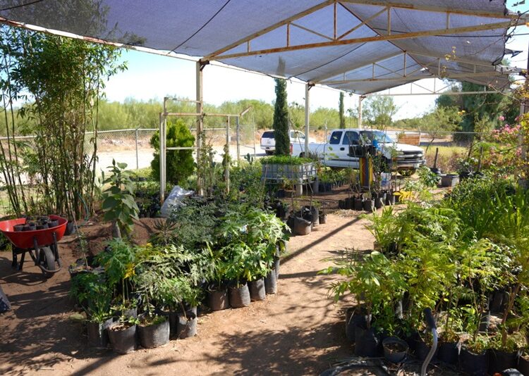 Gobierno de NLD impulsa reforestación urbana a través de su vivero municipal