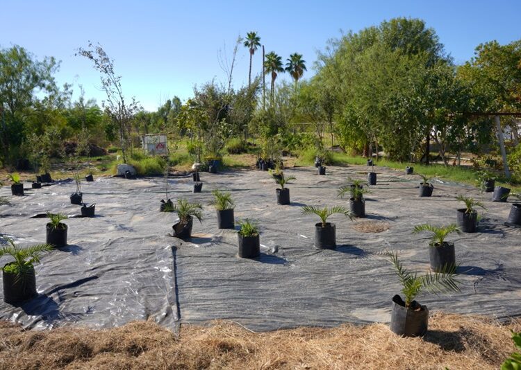 Gobierno de NLD impulsa reforestación urbana a través de su vivero municipal