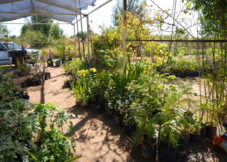 Gobierno de NLD impulsa reforestación urbana a través de su vivero municipal