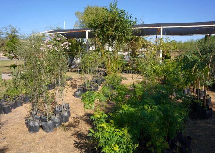 Gobierno de NLD impulsa reforestación urbana a través de su vivero municipal