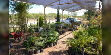 Gobierno de NLD impulsa reforestación urbana a través de su vivero municipal