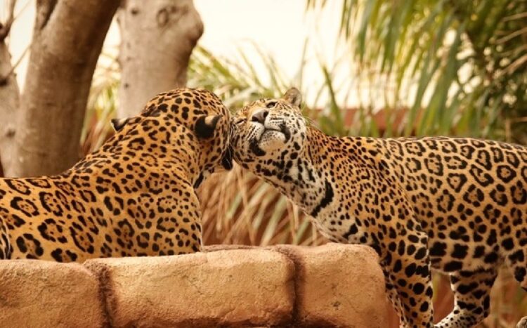 29 de noviembre, ‘Día Internacional del Jaguar’ 2024