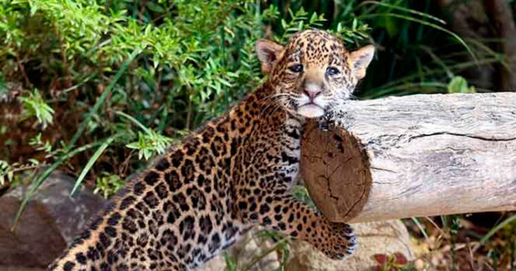 29 de noviembre, ‘Día Internacional del Jaguar’ 2024