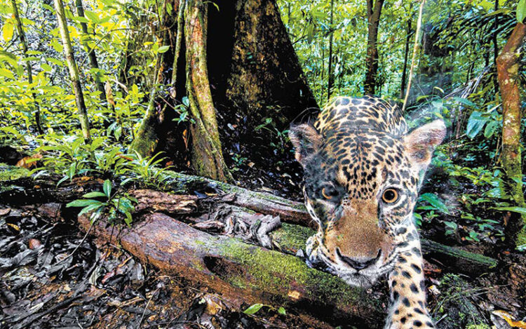 29 de noviembre, ‘Día Internacional del Jaguar’ 2024