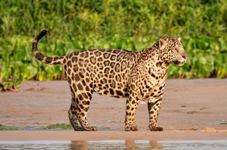 29 de noviembre, ‘Día Internacional del Jaguar’ 2024