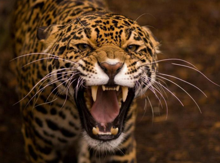 29 de noviembre, ‘Día Internacional del Jaguar’ 2024