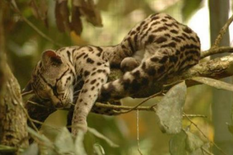 29 de noviembre, ‘Día Internacional del Jaguar’ 2024