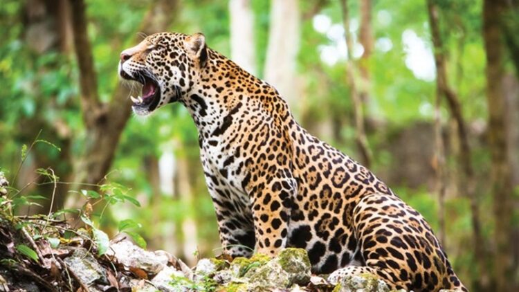 29 de noviembre, ‘Día Internacional del Jaguar’ 2024