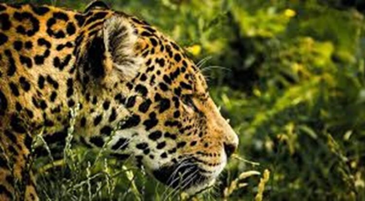 29 de noviembre, ‘Día Internacional del Jaguar’ 2024