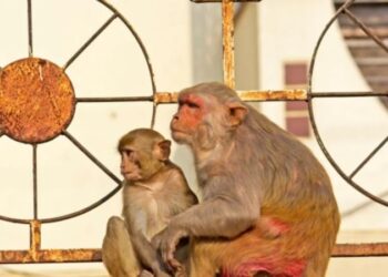 43 monos escaparon de laboratorio médico en Carolina del Sur