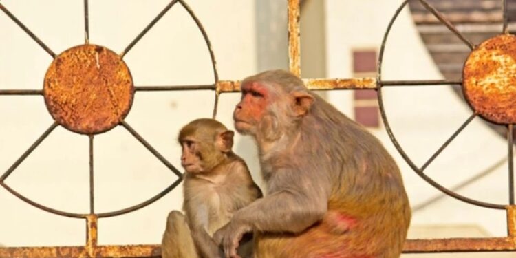 43 monos escaparon de laboratorio médico en Carolina del Sur