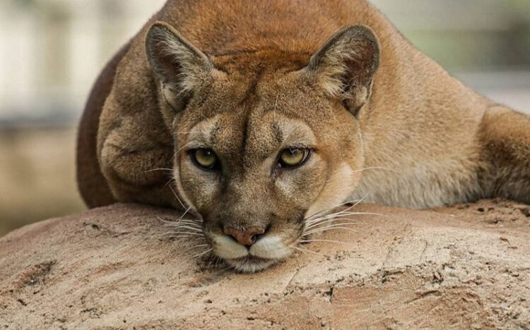 29 de noviembre, ‘Día Internacional del Jaguar’ 2024