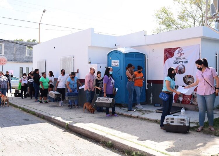 Realizará Gobierno de NLD 11.ª Campaña de Esterilización Felina y Canina