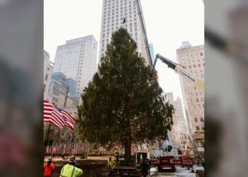 Rockefeller Center recibe su icónico árbol navideño en NY