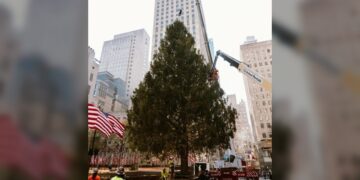 Rockefeller Center recibe su icónico árbol navideño en NY