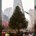Rockefeller Center recibe su icónico árbol navideño en NY