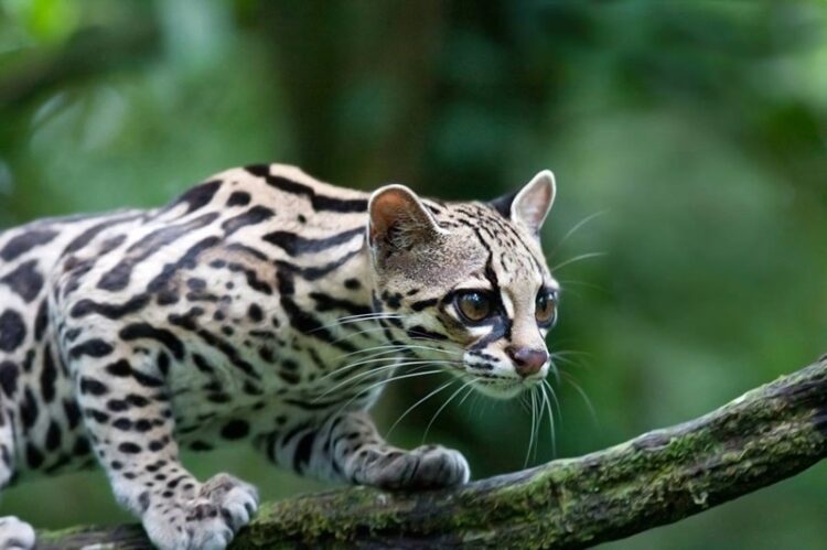 29 de noviembre, ‘Día Internacional del Jaguar’ 2024