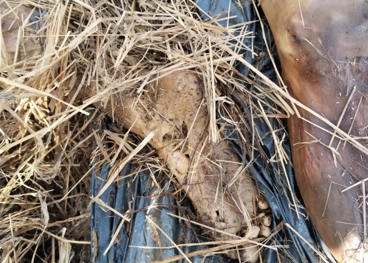 Hallan más restos humanos en Reynosa