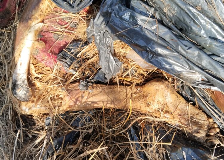 Hallan más restos humanos en Reynosa