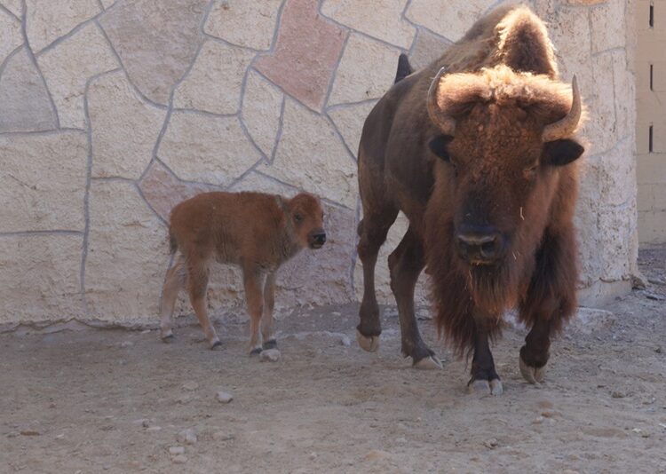 Zoo NLD suma más de 90 nacimientos y compromiso con la conservación animal