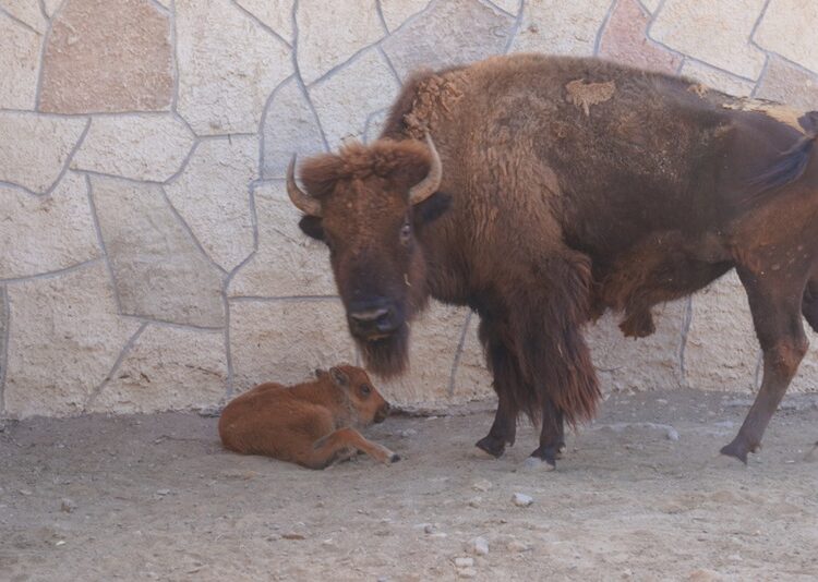 Zoo NLD suma más de 90 nacimientos y compromiso con la conservación animal