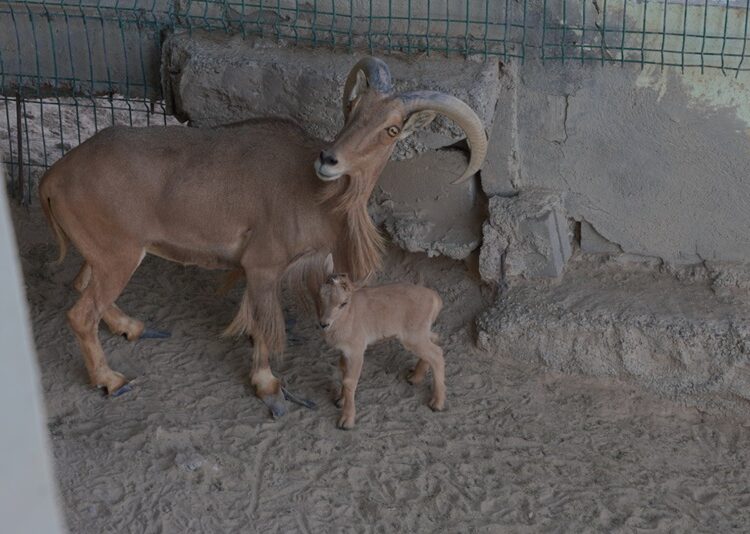 Zoo NLD suma más de 90 nacimientos y compromiso con la conservación animal