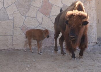Zoo NLD suma más de 90 nacimientos y compromiso con la conservación animal