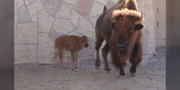 Zoo NLD suma más de 90 nacimientos y compromiso con la conservación animal