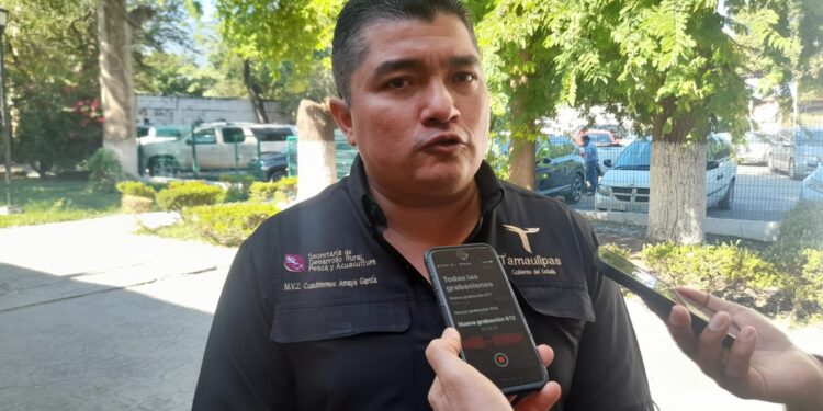 Descartan brote de gusano barrenador en Tamaulipas