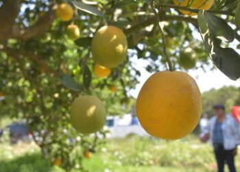Sufre Tamaulipas dramática caida de producción de naranja