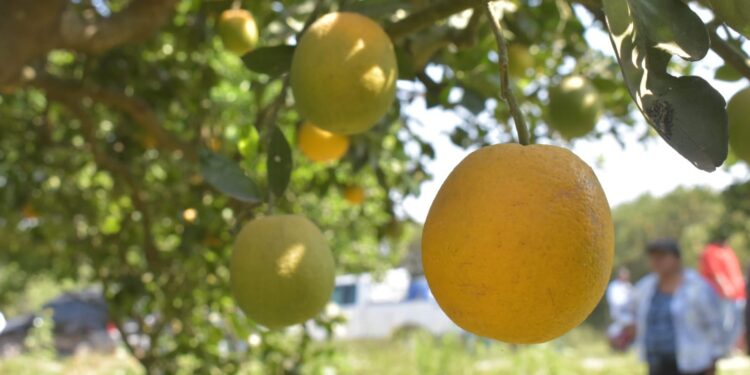 Sufre Tamaulipas dramática caida de producción de naranja