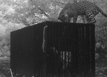 Instala CPBT collar de monitoreo en jaguar