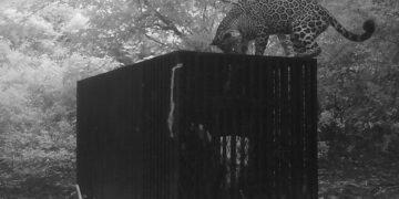 Instala CPBT collar de monitoreo en jaguar