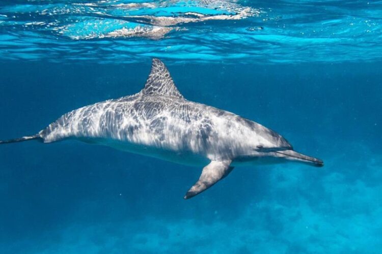 Delfines y Tiburones, positivos en cocaína y fentanilo